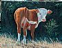 Next Generation - Hereford bull calf by Bill Scheidt (2)
