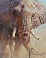 David y Goliat - Elephant by Eleazar Saenz (2)