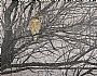 Red Shouldered Hawk - Red Shouldered Hawk by Andrea Rich (2)