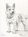 Poca - Dog by Jeanne Filler Scott (2)