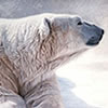 Nature Art - Wildlife Art - bear bears grizzly
