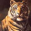Nature Art - Wildlife Art - tiger lion cheetah cougar puma panther lynx leopard
