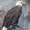 Nature Art - Wildlife Art - owl hawk eagle vulture condor jaeger falcon kestrel osprey kite harrier merlin