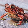 Nature Art - Wildlife Art - Reptiles & Amphibians, Frogs, Snakes, Toads