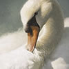 Nature Art - Wildlife Art - swan duck goose geese gosling eider harlequin brant teal waterfowl shoveler pintail drake mallard hen loon merganser grebe coot scoter