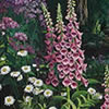 Nature Art - Wildlife Art - garden plant flower lily iris floral